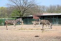 Tierpark Berlin - Zebras