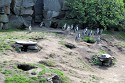 Tierpark Berlin - Pinguine