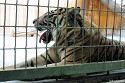 Tierpark Berlin - Tiger