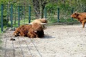 Tierpark Berlin - ein Grosstier