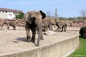 Tierpark Berlin - Elefanten