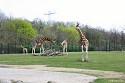 Tierpark Berlin - Giraffen