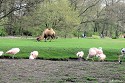 Tierpark Berlin - Flamingos und ein Lama