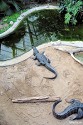 Tierpark Berlin - Krokodile