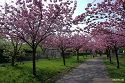 Kirschblüte am Mauerweg