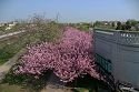 Kirschblüte am Mauerweg