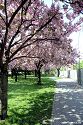 Kirschblüte am Hohenzollernplatz